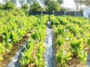 TPHCM: Mô hình canh tác nghệ đen năng suất cao